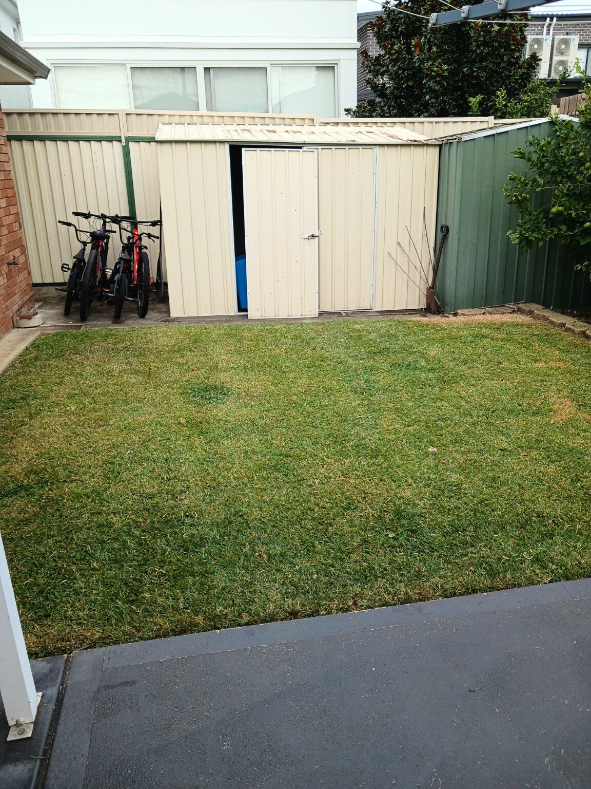 Freshly mowed green backyard lawn next to a garden shed, completed by Sydney Wide Lawns