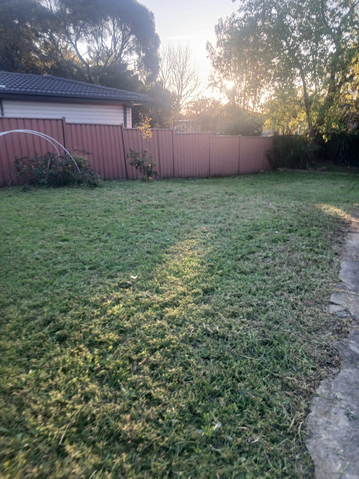 Freshly mowed backyard lawn in the afternoon light beside a colorbond fence